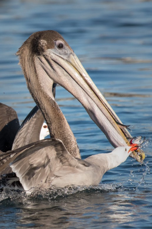 Pelicans Herons Ibises and Allies - Two Loon Photography