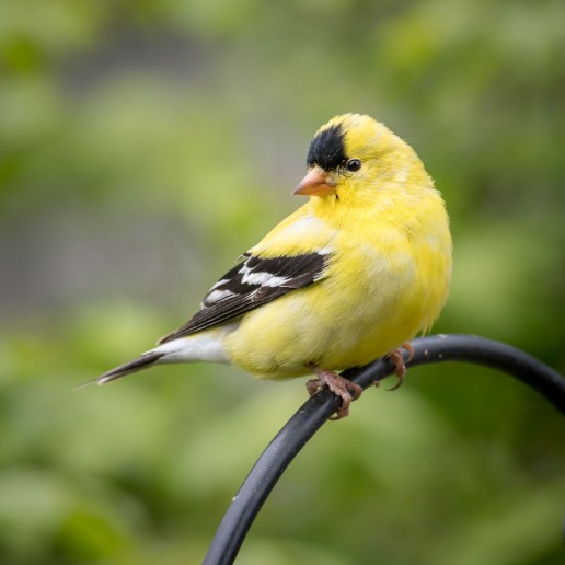 American Goldfinch - Two Loon Photography